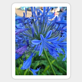 gift for birthday happy birthday beautiful blue flower Sticker